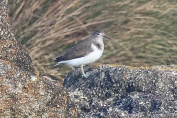 Kuliska txikia - ML646976620