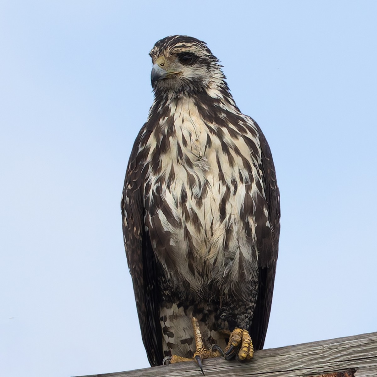 Common Black Hawk - ML646976622