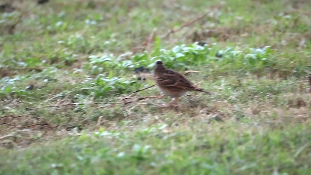 Eurasian Skylark - ML646976624