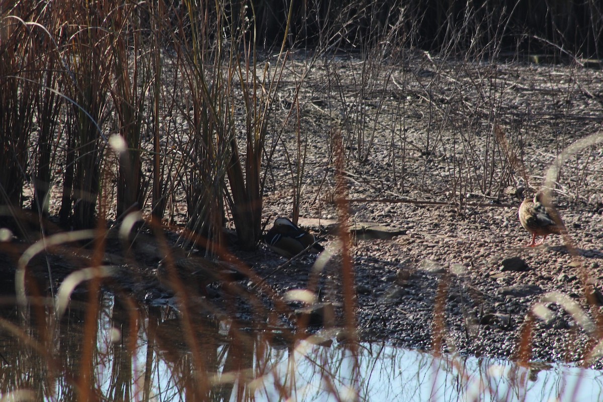 Мандаринка - ML646976625