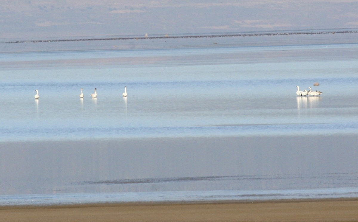 小天鵝 - ML646976626