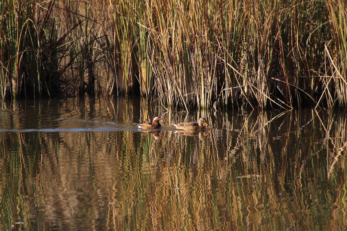 Мандаринка - ML646976627