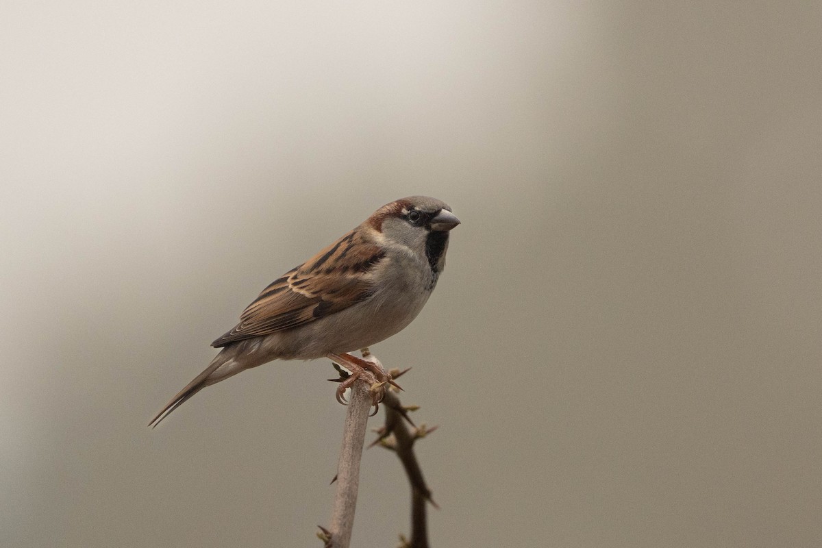 gråspurv - ML646976631