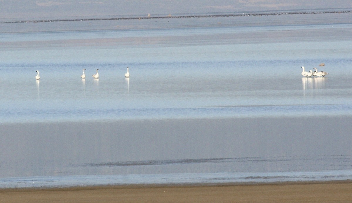 小天鵝 - ML646976632