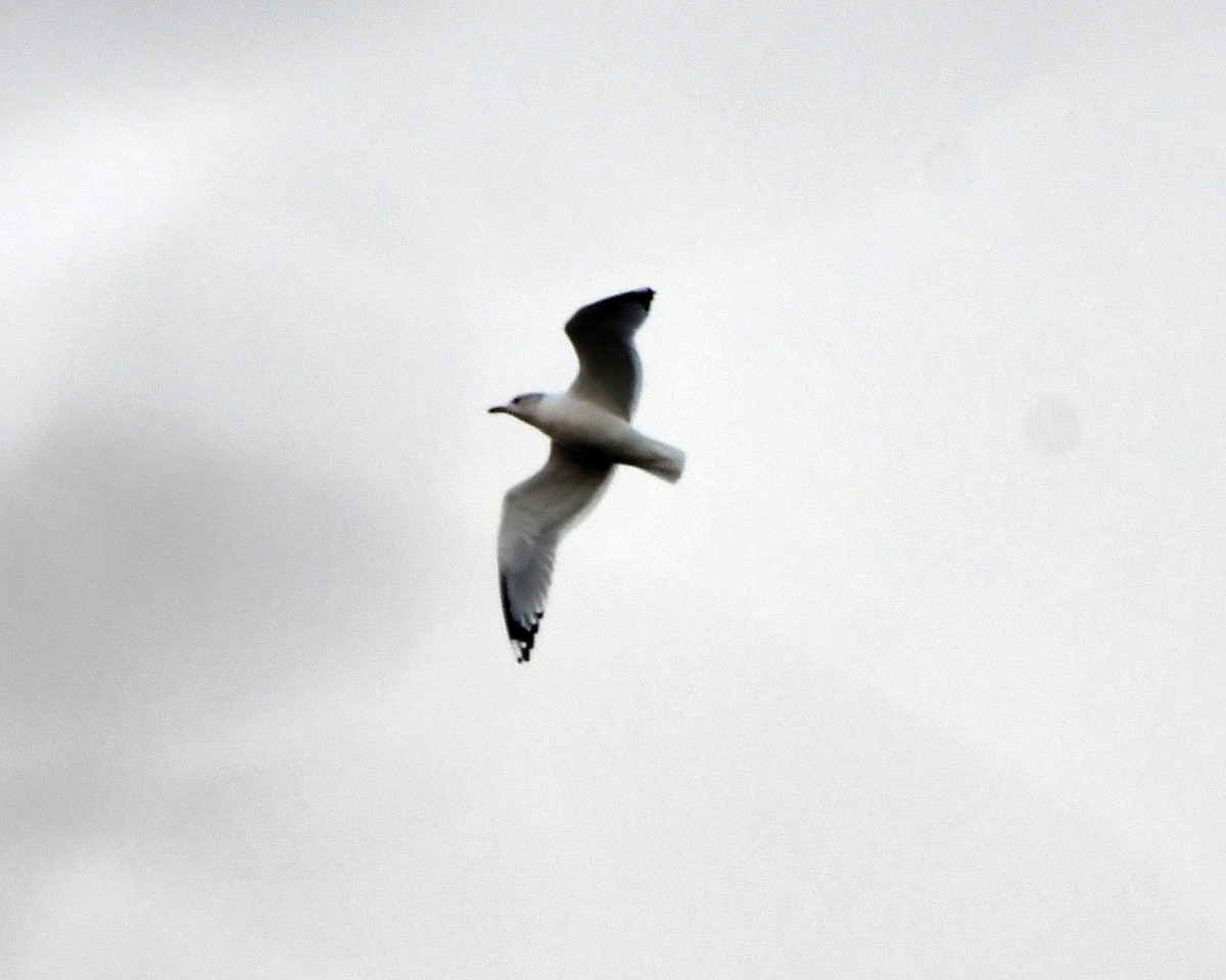 Ring-billed Gull - ML646976633