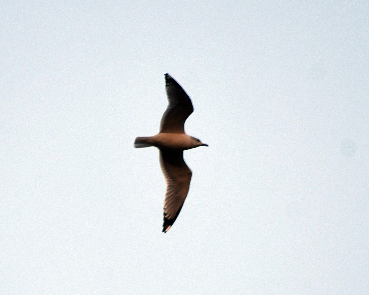 Ring-billed Gull - ML646976634
