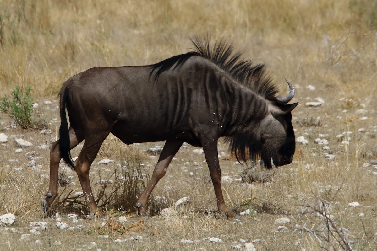 Common Wildebeest - ML646976636
