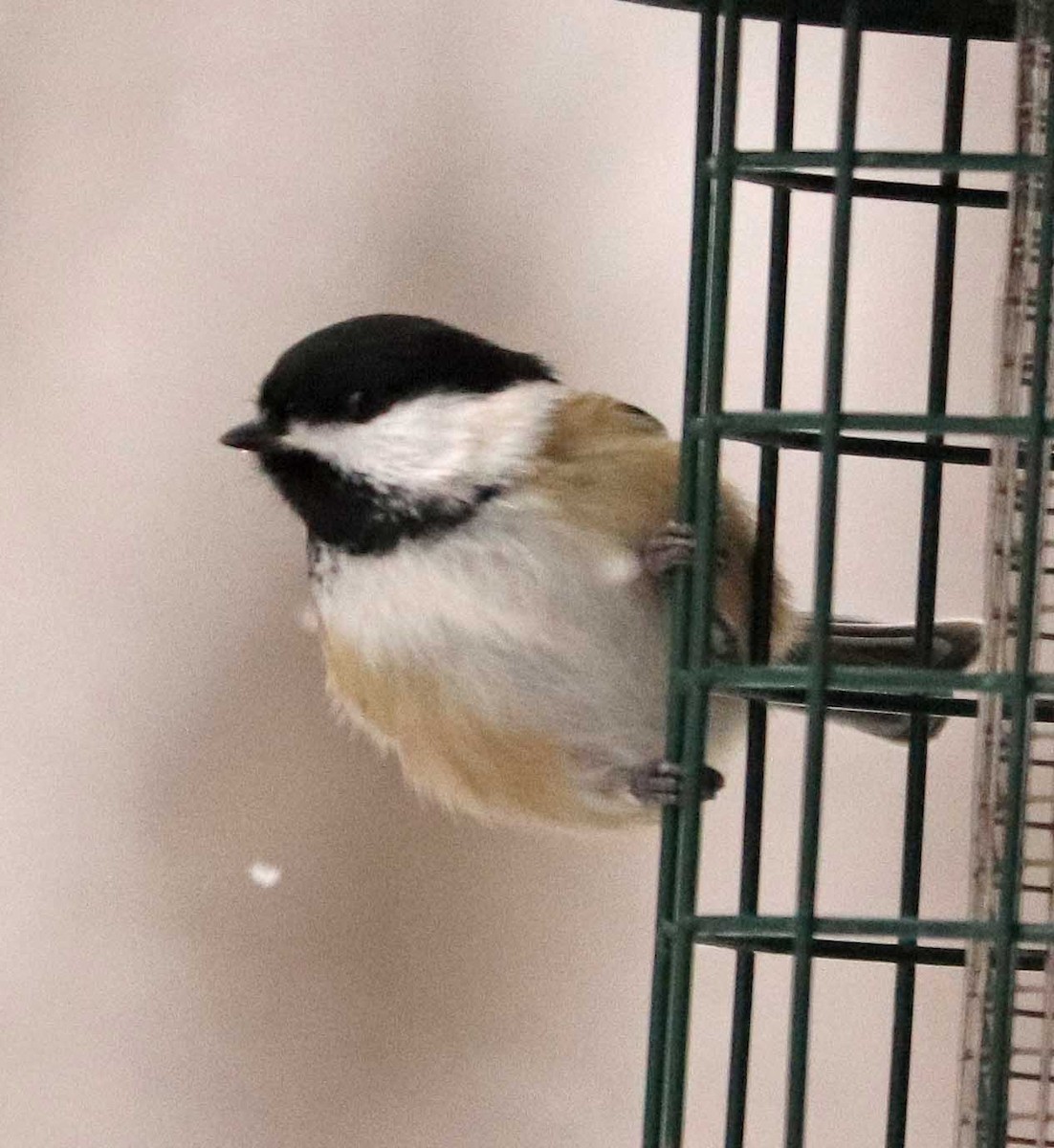 Carbonero Cabecinegro - ML646976637