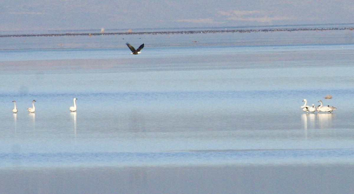 小天鵝 - ML646976638