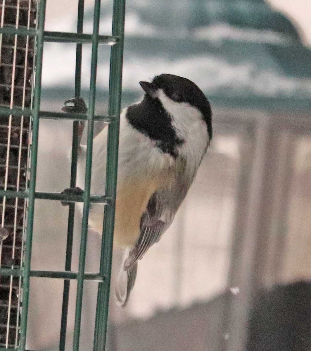 Carbonero Cabecinegro - ML646976641