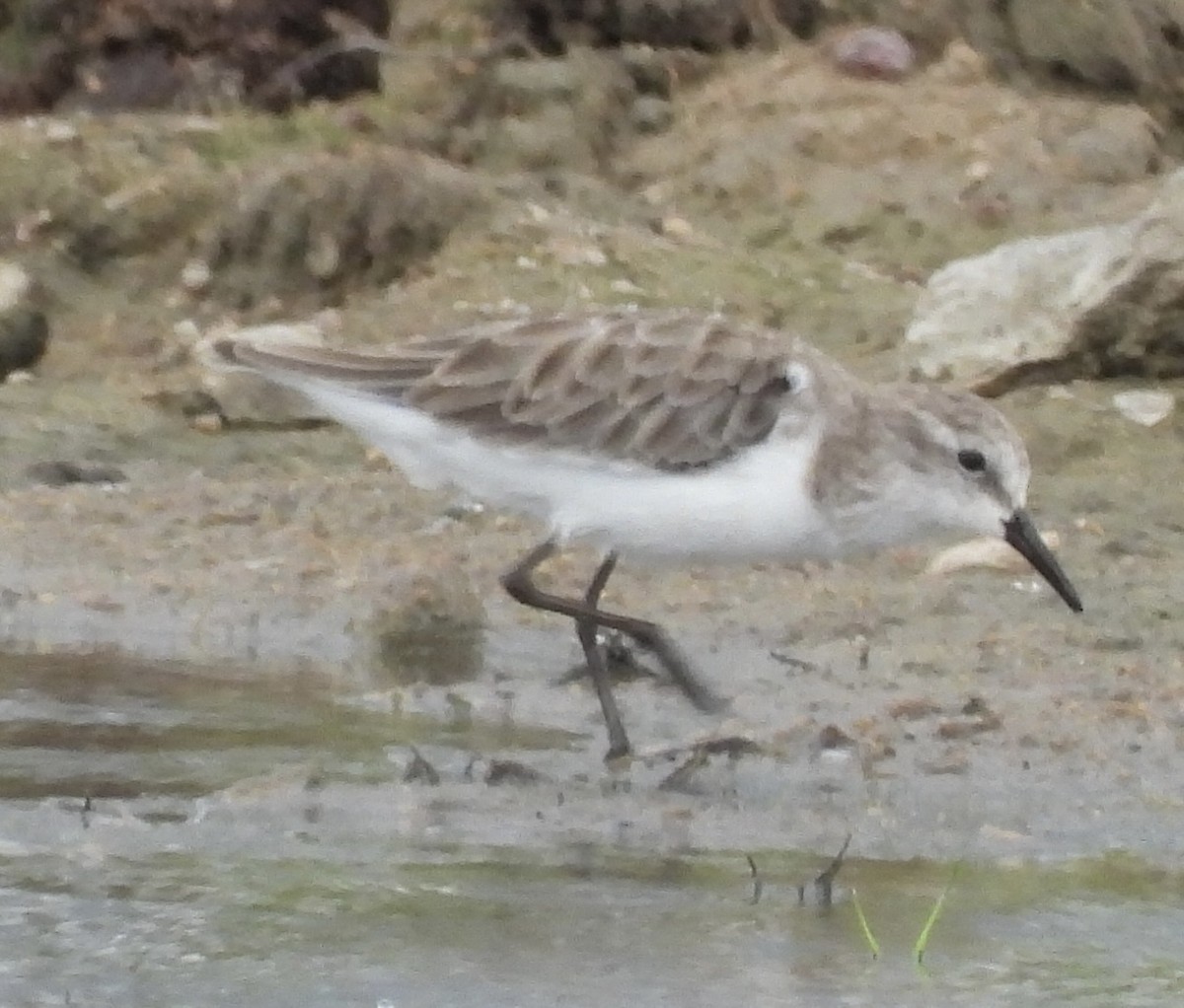 Küçük Kumkuşu - ML646976642