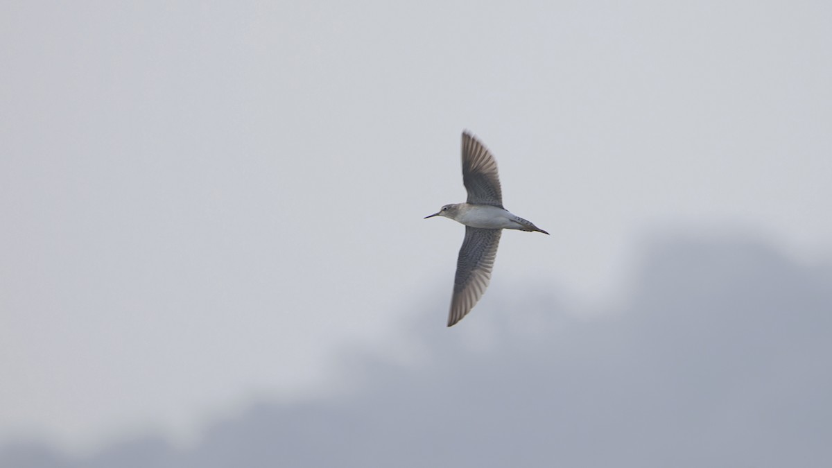 vodouš bahenní - ML646976645