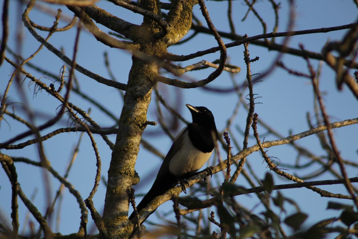 Eurasian Magpie - ML646976646