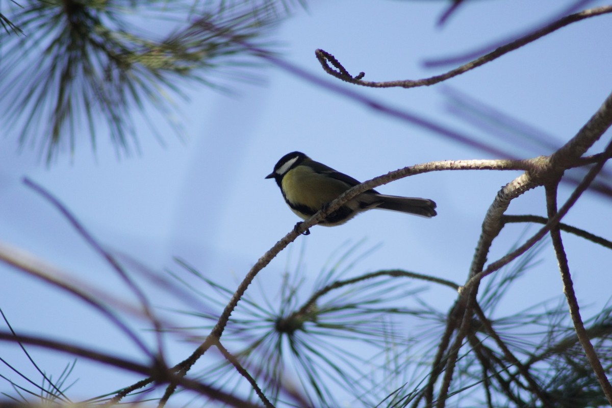 Great Tit - ML646976649
