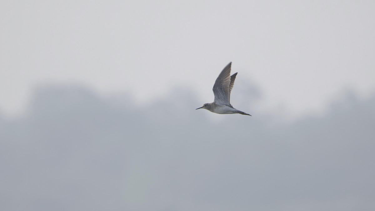 vodouš bahenní - ML646976650