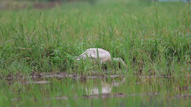 Tundra Swan - ML646976652