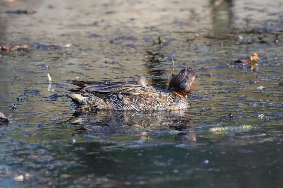 Ногоохон нугас - ML646976658