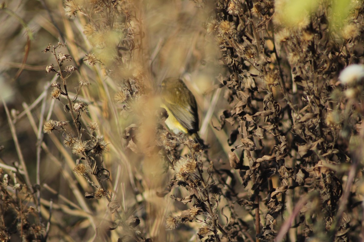 Common Chiffchaff - ML646976659