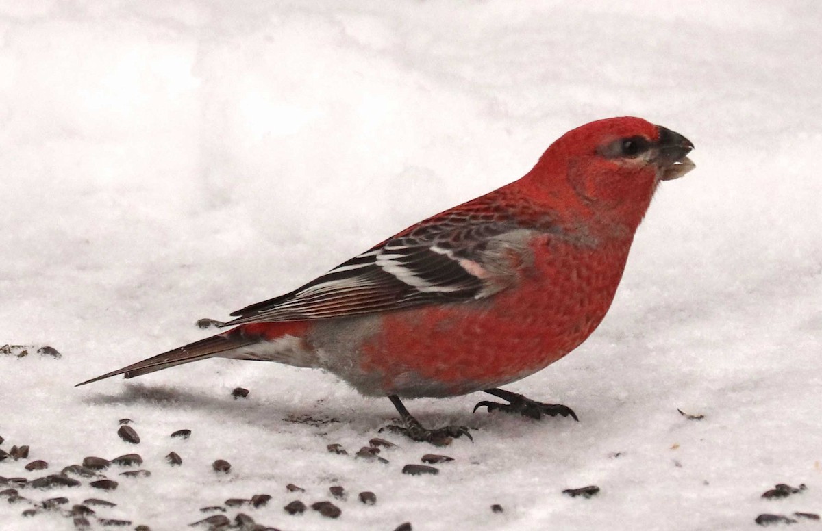Pine Grosbeak - ML646976662