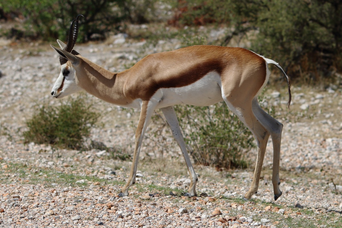 Springbok - ML646976664
