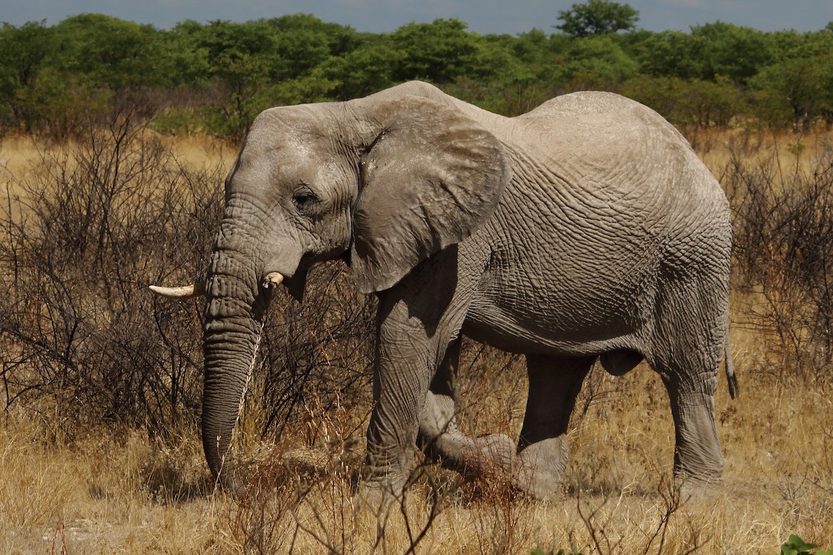 African Savanna Elephant - ML646976665