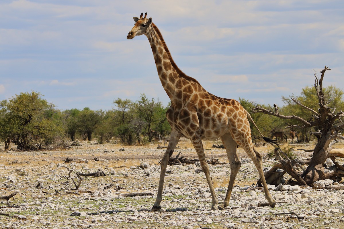 Southern Giraffe - ML646976666