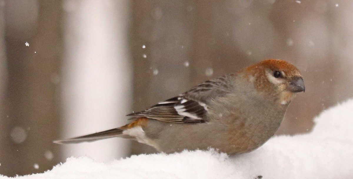Pine Grosbeak - ML646976668