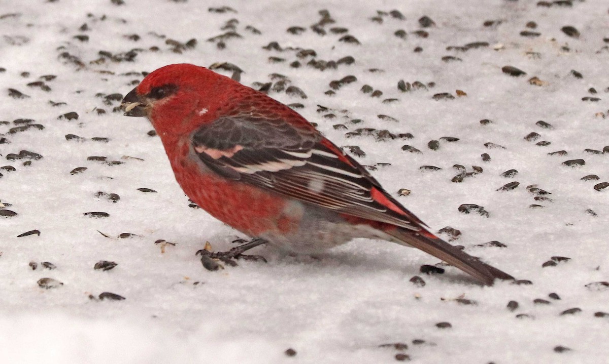 Pine Grosbeak - ML646976671