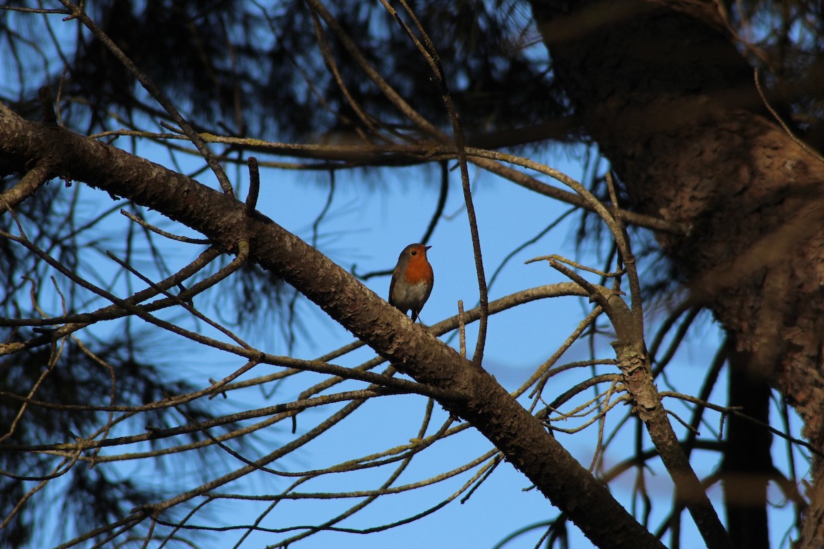 European Robin - ML646976673