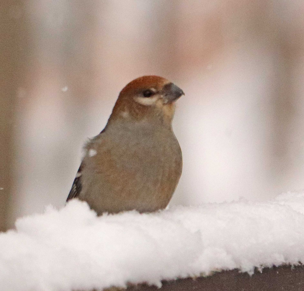 Pine Grosbeak - ML646976676