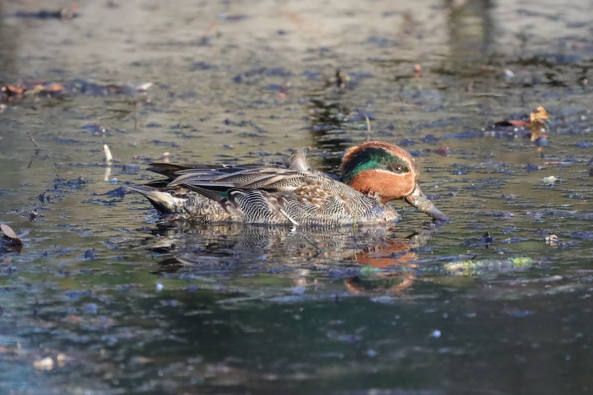 Ногоохон нугас - ML646976678