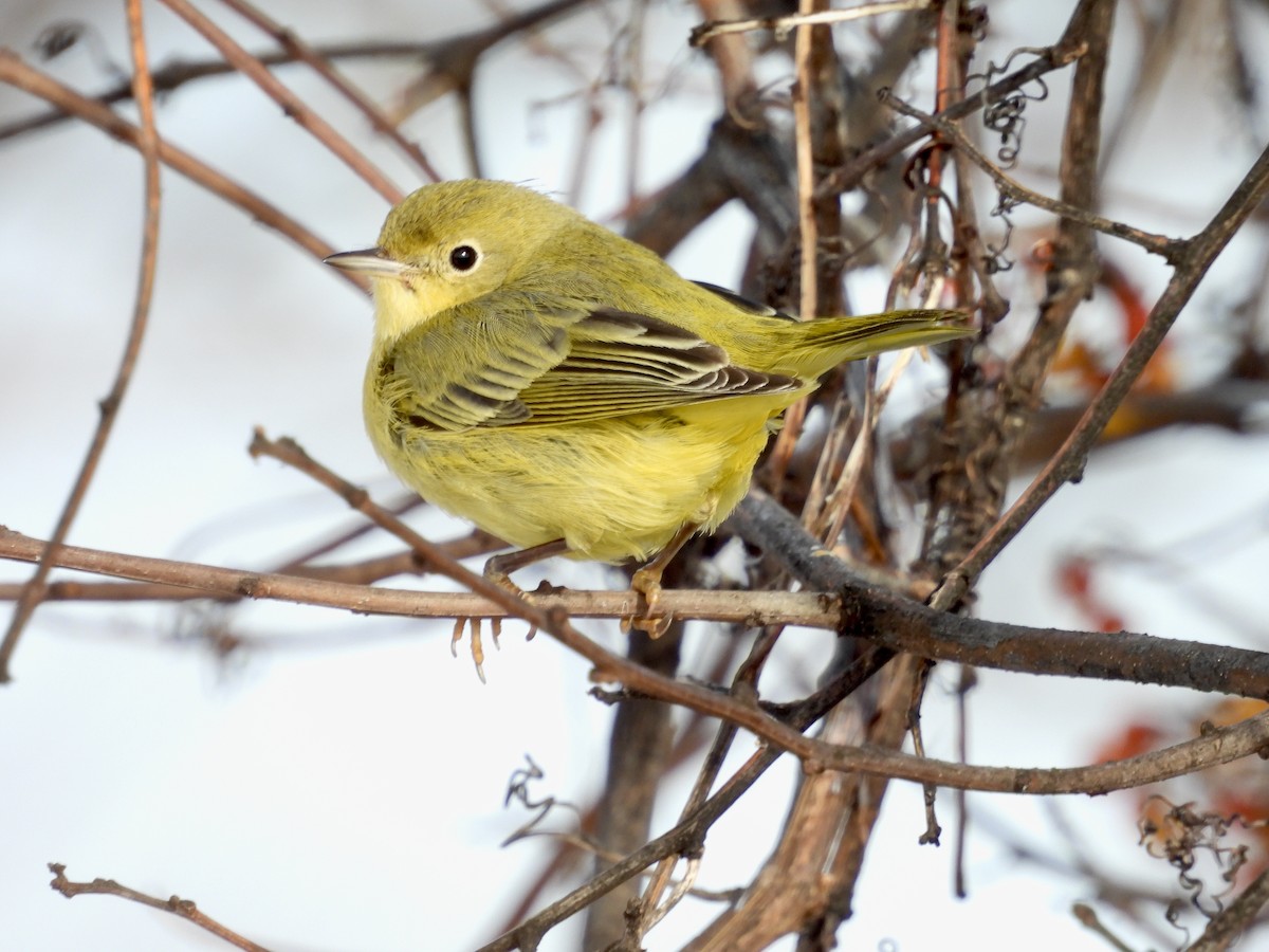 Northern Yellow Warbler - ML646976679