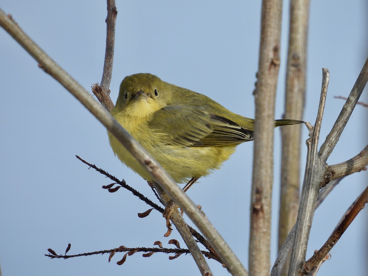 Northern Yellow Warbler - ML646976680