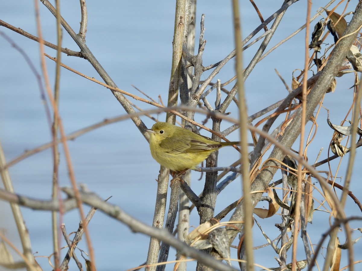 Northern Yellow Warbler - ML646976681