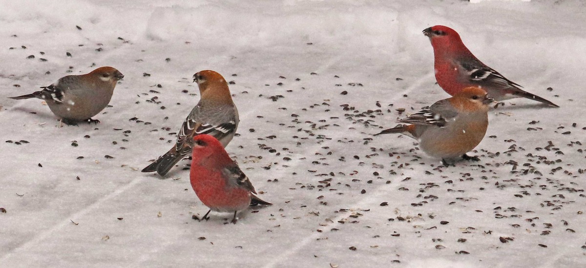 Pine Grosbeak - ML646976684