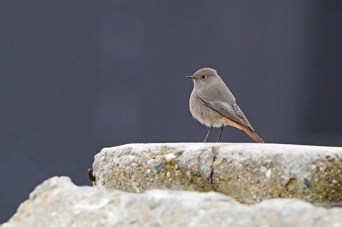 赭紅尾鴝 - ML646976685