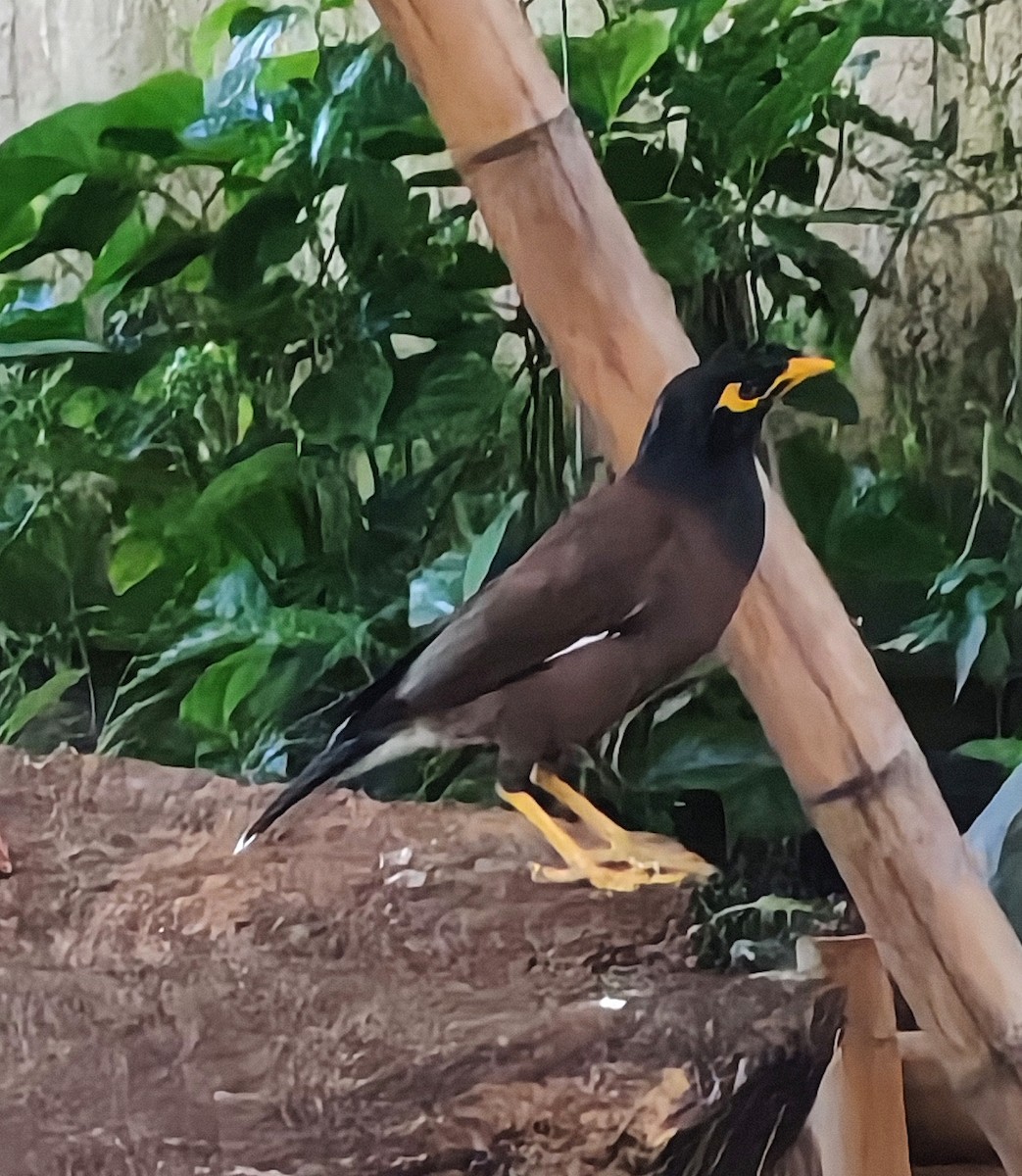 Common Myna - ML646976686