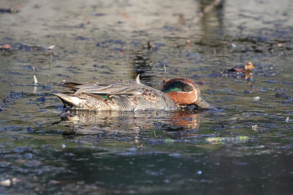 Ногоохон нугас - ML646976688