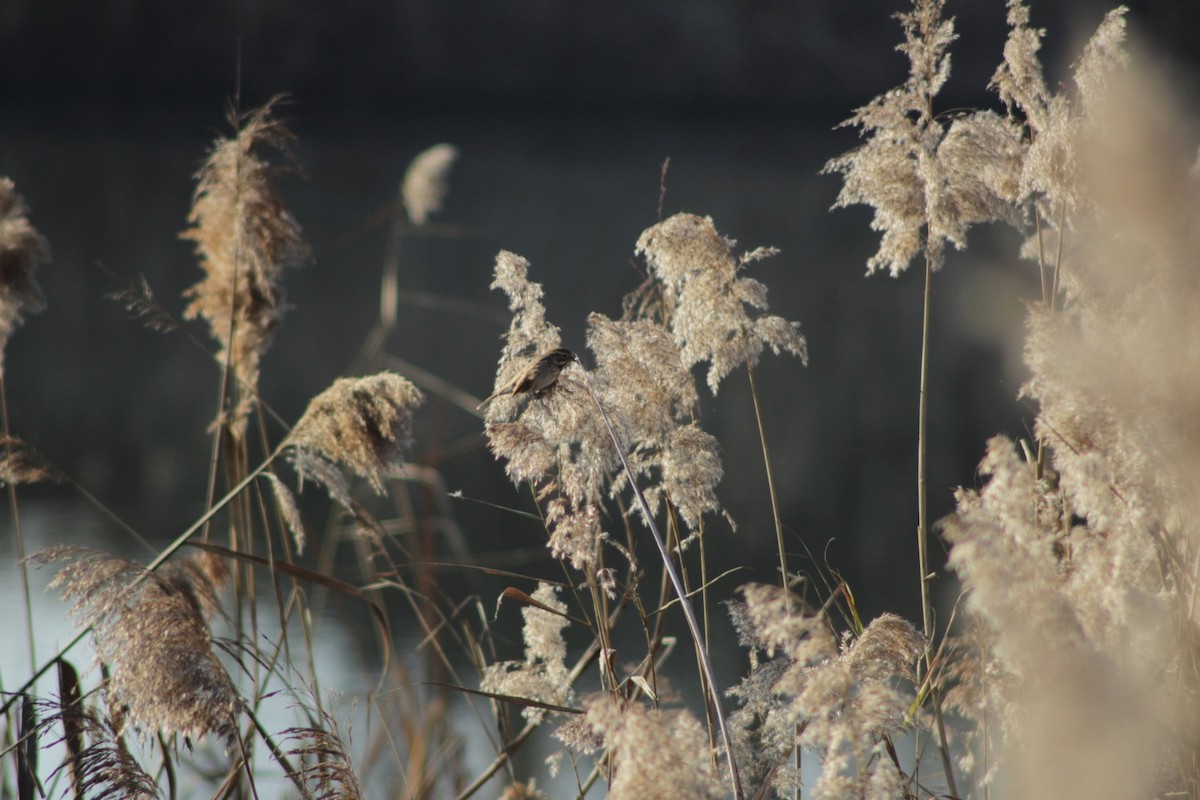 Reed Bunting - ML646976691