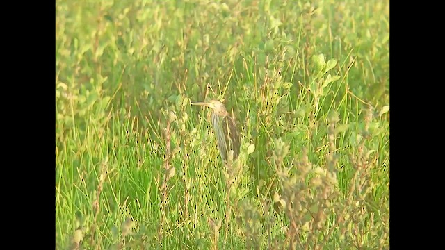 Yellow Bittern - ML646976694