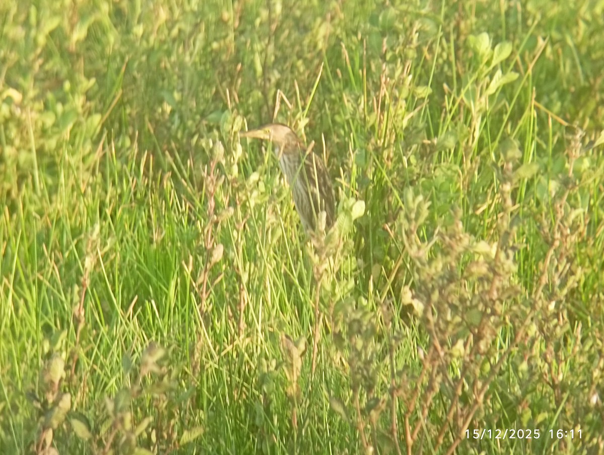 Yellow Bittern - ML646976695