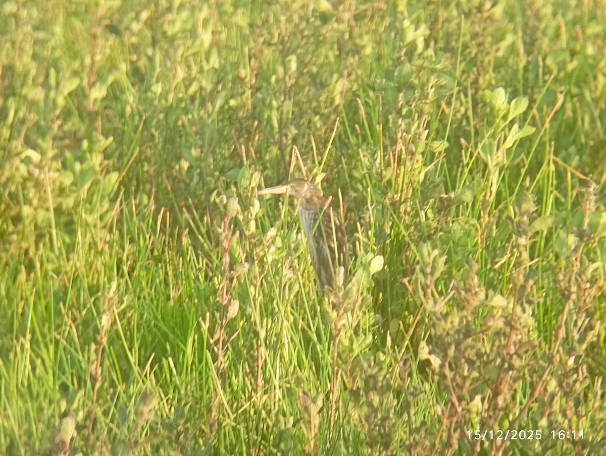 Yellow Bittern - ML646976696