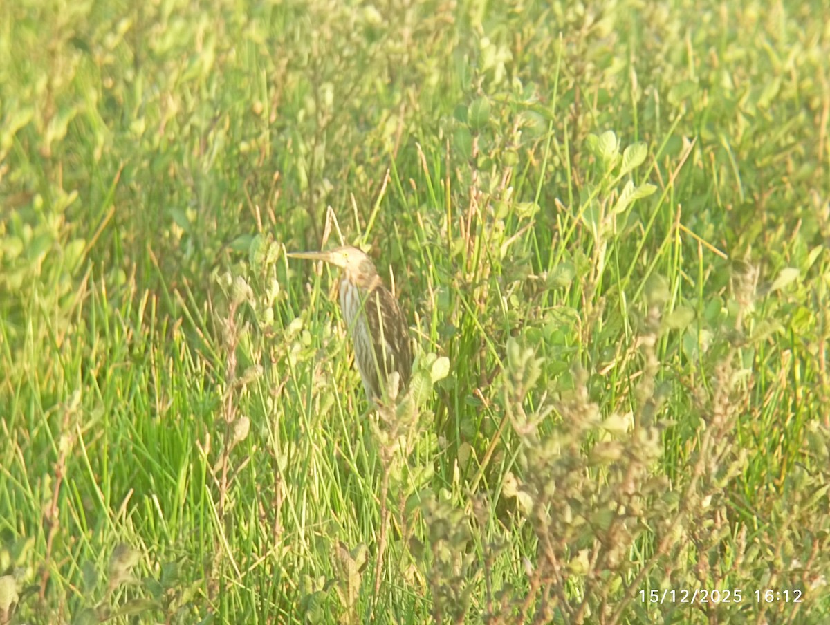 Yellow Bittern - ML646976697
