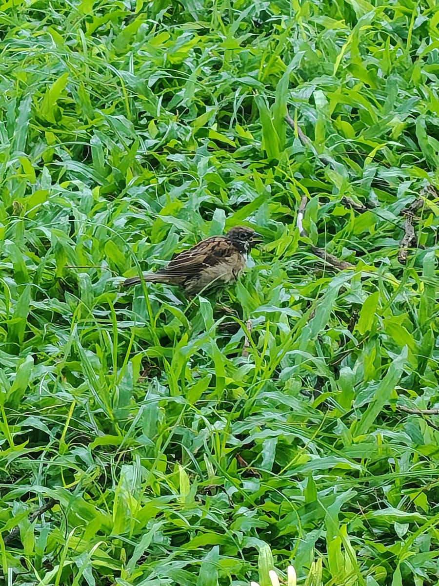 Eurasian Tree Sparrow - ML646976699