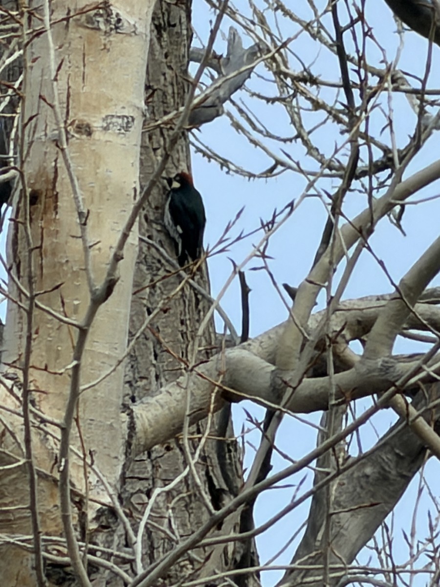 Acorn Woodpecker - ML646976700