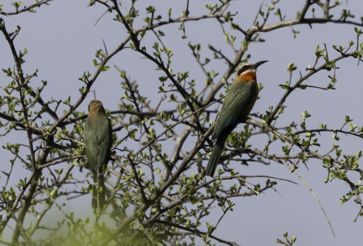 White-fronted Bee-eater - ML646976702