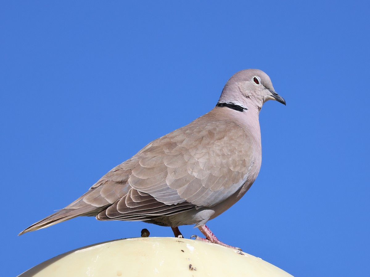 Tourterelle turque - ML646976703