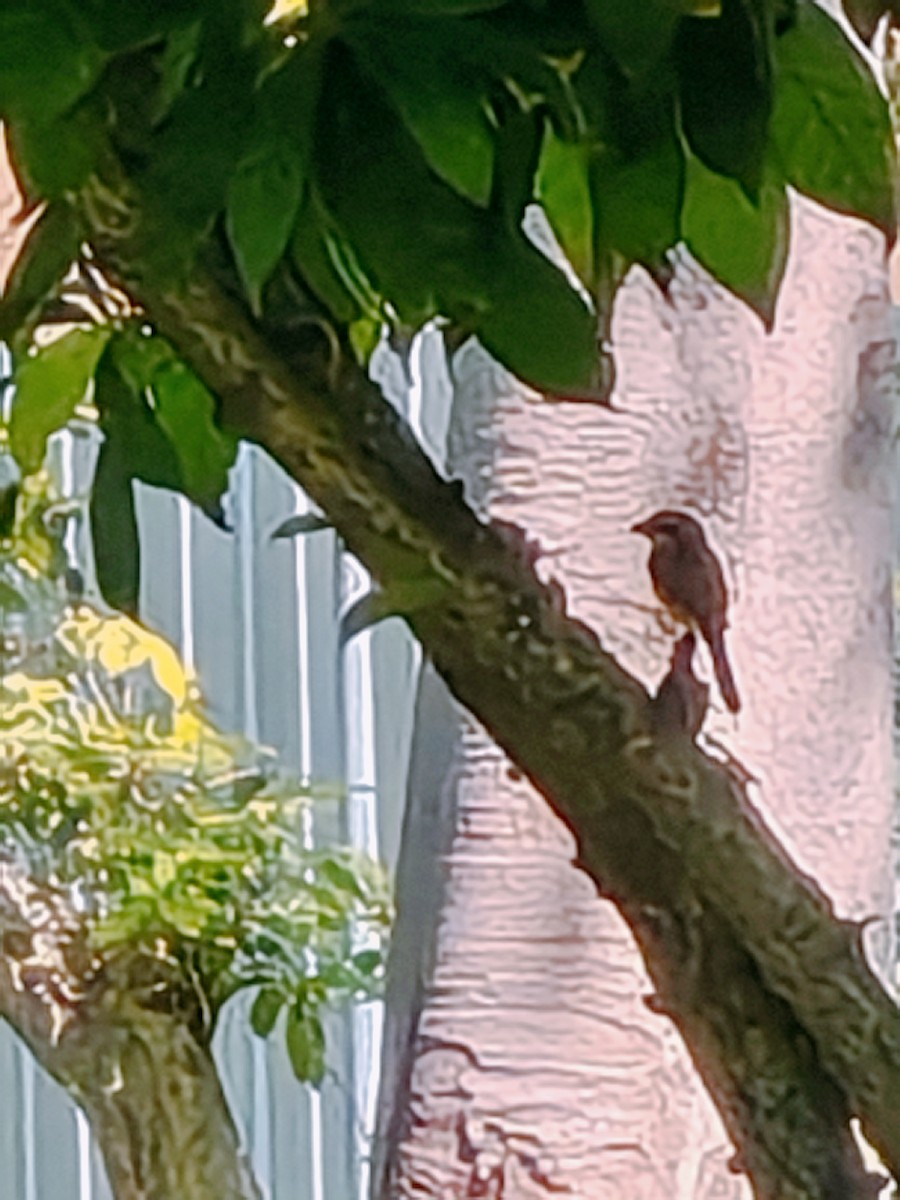 Brown Shrike - ML646976718