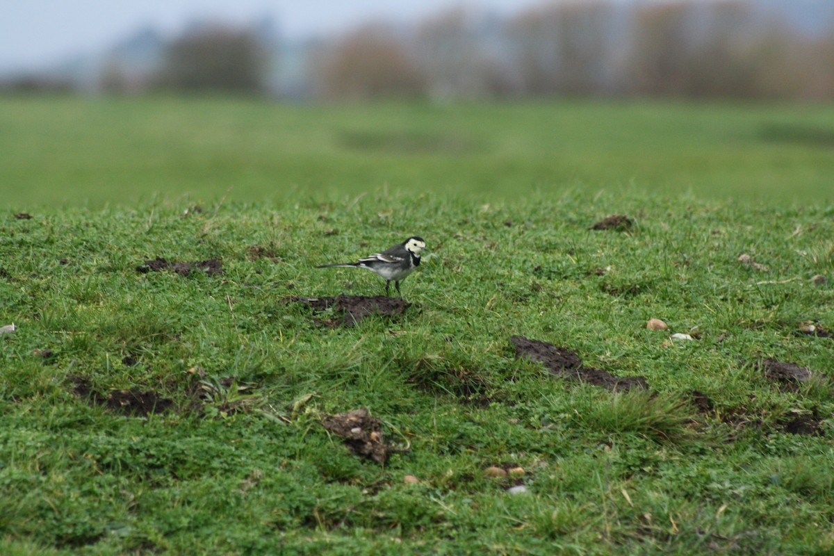 Bachstelze - ML646976721