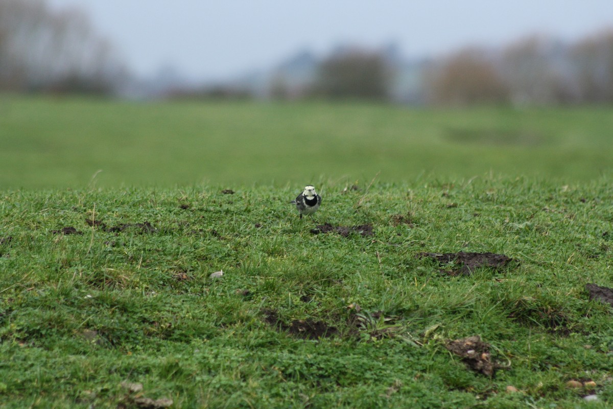 Bachstelze - ML646976722